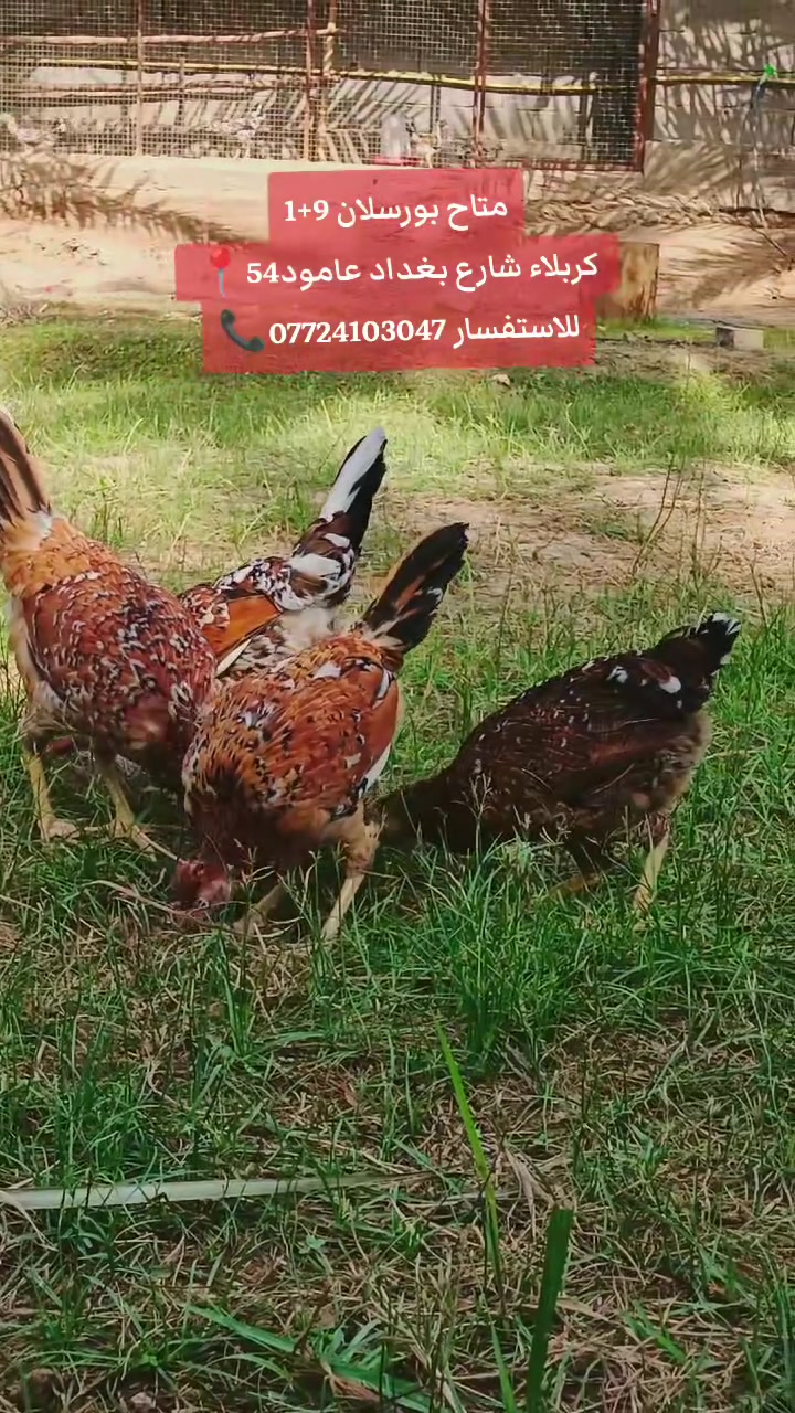 بورسلان ٩+١ • كربلاء • شارع بغداد
