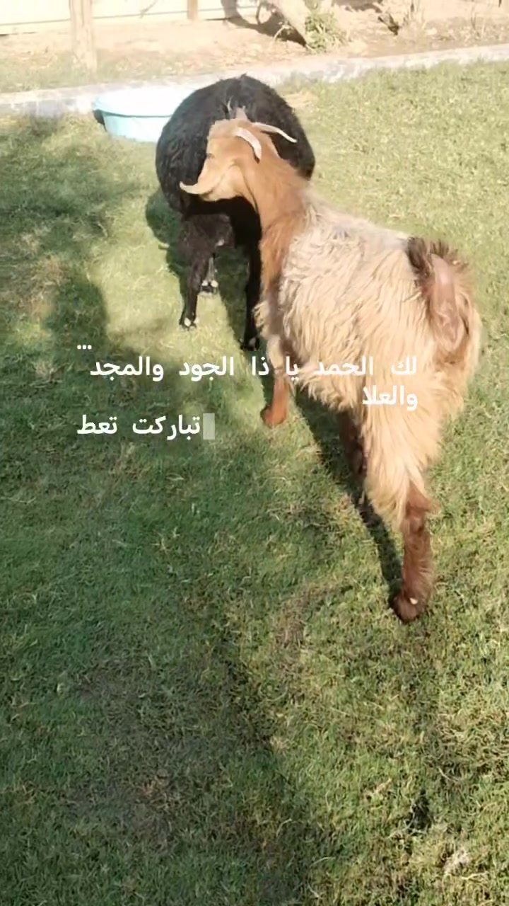 زوج صخلات • للبيع • التاجي منشأة نصر