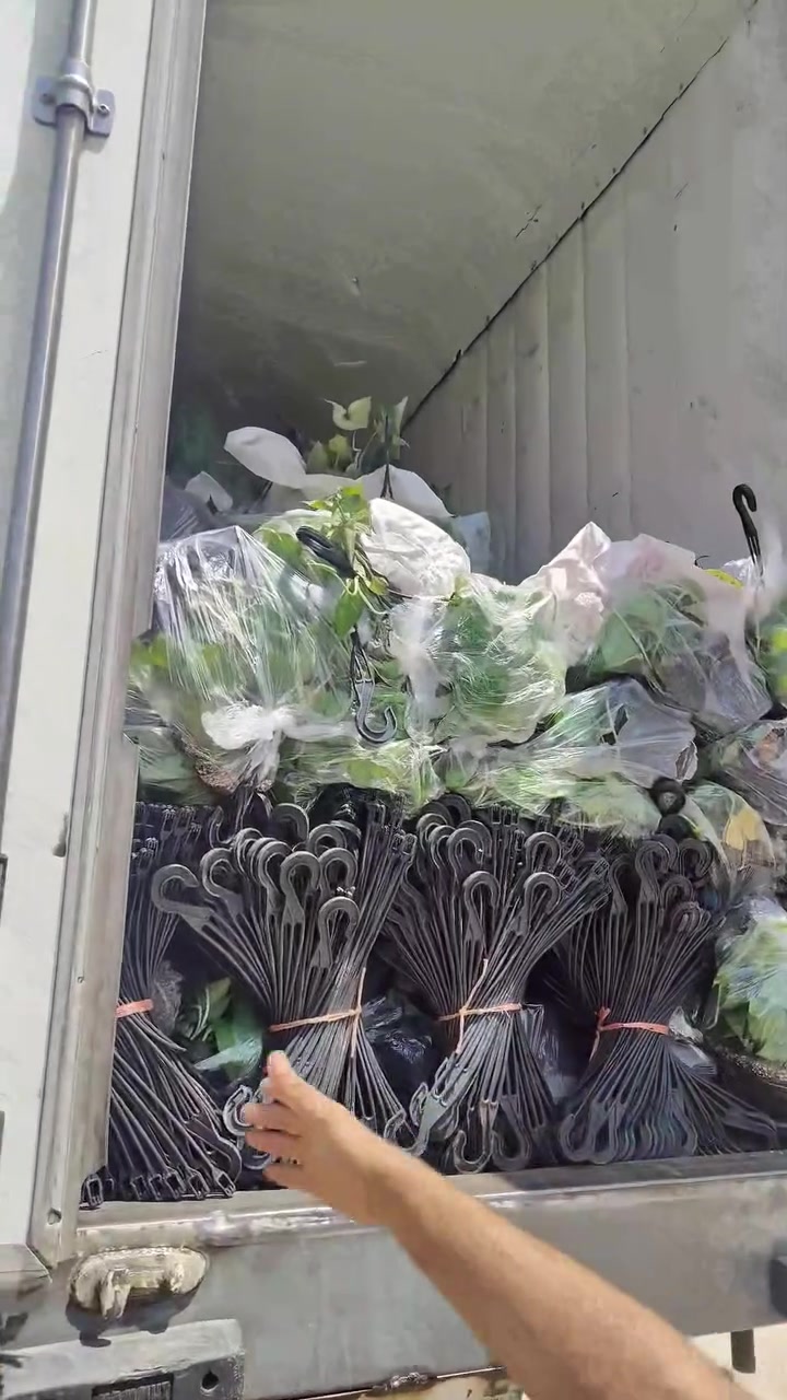 وصول حاوية 🚛 نباتات ظلية 🌱 🔥🔥🔥
العنوان: حلة حي الصحة شارع كورنيش
للتواصل ضرغام : ‏‪***********‬‏
https://maps.app.goo.gl/MrkK44hPhZ3qJYfC9
