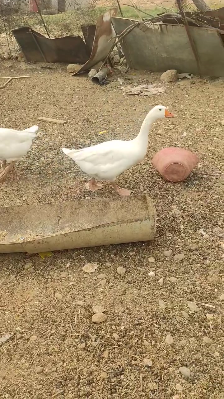 شاميات للبيع .
البيض ثنينهم فحوله ماس الماني عمرهم 5 اشهر 

السود ثنينهم نثايه هنكاري عمرهم سنه جاي يدوسهم الفحل 

***********
