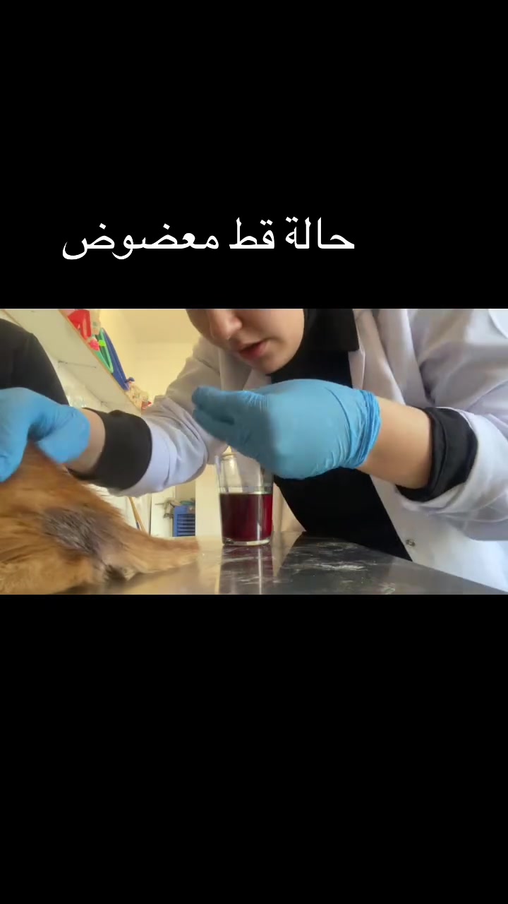 ‼️‼️حالة قط معضوض 
دكتورة حوراء علاء البدري 
📍بغداد_المحمودية/ حي الموظفين/فرع حديقة حي الموظفين  
***********📞
