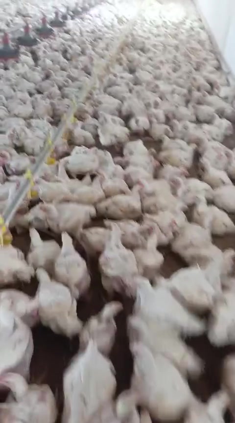 سلام عليكم ورحمة الله وبركاتة
متوفر افراخ لحم درجة أولى وضمان الطير بصحه جيده
خالي المراض الوراثيه شرط فحص مختبري 

ضمان لهلا ٨ ايام في حال صار عند هلاك  احنه نعوضك
 
موعد الفقسه         ١٠/ ٩  /+ سعودي 
موعد الفقسه           ١٤/ 9 /+ تركي بلارتون أمهات هولنديه 
موعد الفقسه.             ١٦/ ٩ / +تركي بلارتون 
موعد الفقسه.               ٢٠/ 9 / + تركي كرنتي 
موعد الفقسه .                ٢٤/ ٩ / + تركي كرنتي

                                                                                                العنوان بغداد /الحجز والاستفسار 
          ***********☎️ +    ***********☎️
يتوفر توصيل كافت أنحاء العراق
