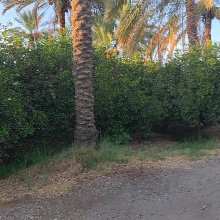 السلام عليكم ورحمة الله وبركاته🫱🏽‍🫲🏻
متابعينا الكرام جبنالكم عرض👥💯 
مزرعه ملك صرف للبيع🏞 المساحه 8دوانم الواجهه80 نزال مايقارب 270 يتوفر فيها كافة الحمضيات🍊🍋 وخدمات ⛲
العنوان /شاطئ التاجي مزرفه وحصيوه منطقة الحصيوه
للاستفسار الاتصال على الارقام الاتيه كورك: ***********📞
اسيا: ***********📞
#مكتب_ديرتنا_للعقار
