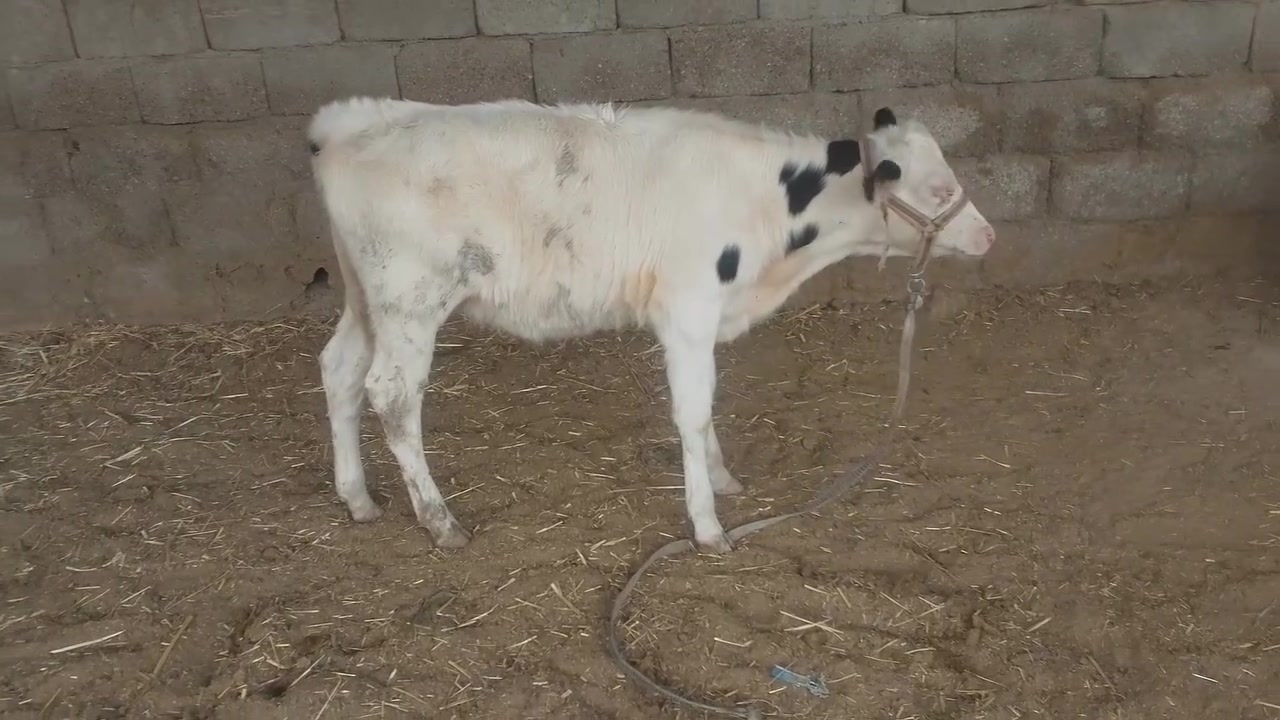 فول • مواصفات • قضاء الأحرار