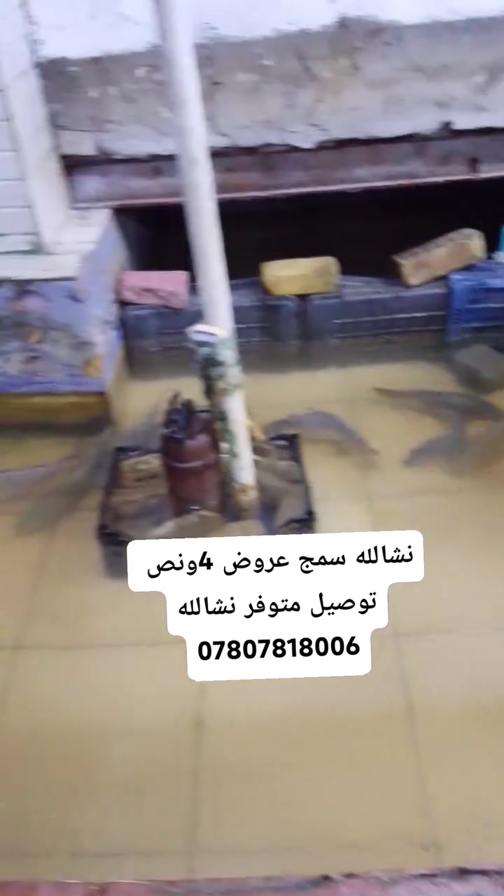 @إشارة @اللهم صل على محمد وآل محمد 🤲
         من مشويات باقر العيساوي 
        لبيع السمك المشوي والحي 🐟
        اسعار يوم الجمعه 2027/9/25
      معه كل طلب سمج  ضيافه ماعون 
       تمن احمر مجاني  
عنوان كوفه شارع الجمهوريه مقابل علي جنابي لهواتف 
لحجز ***********
