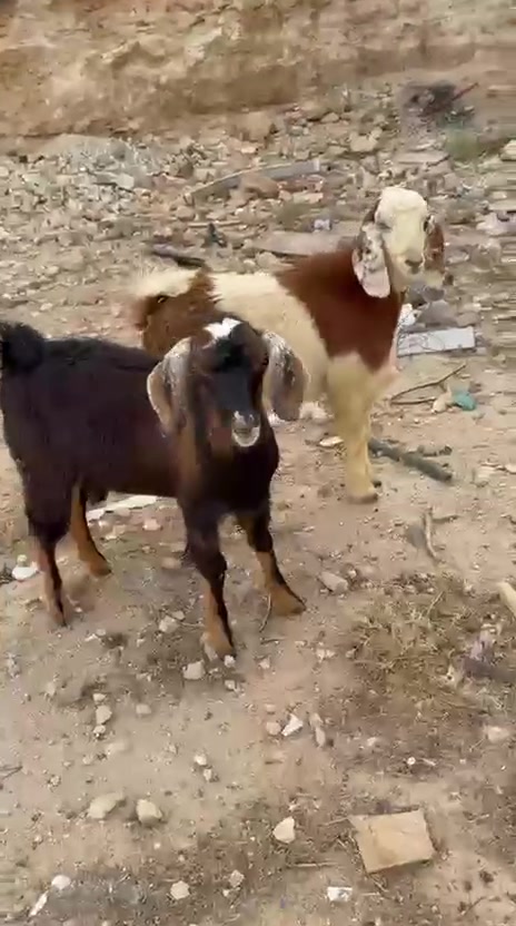 سمان • لحم • حديثه الحقلانيه