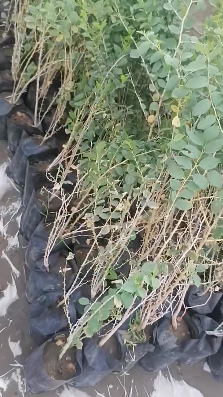نبك حشري بلف
النجف الاشرف ناحية الحريه ***********
