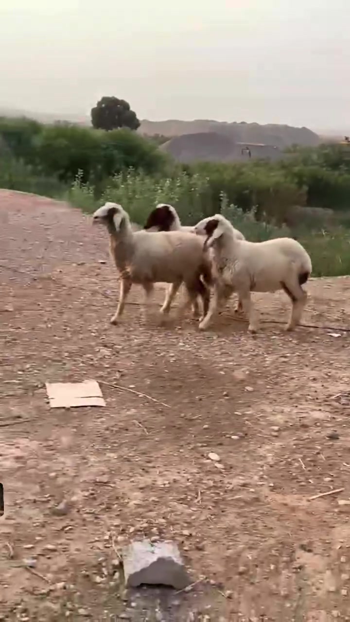 دجاج • خط اول • حلال النعمانية