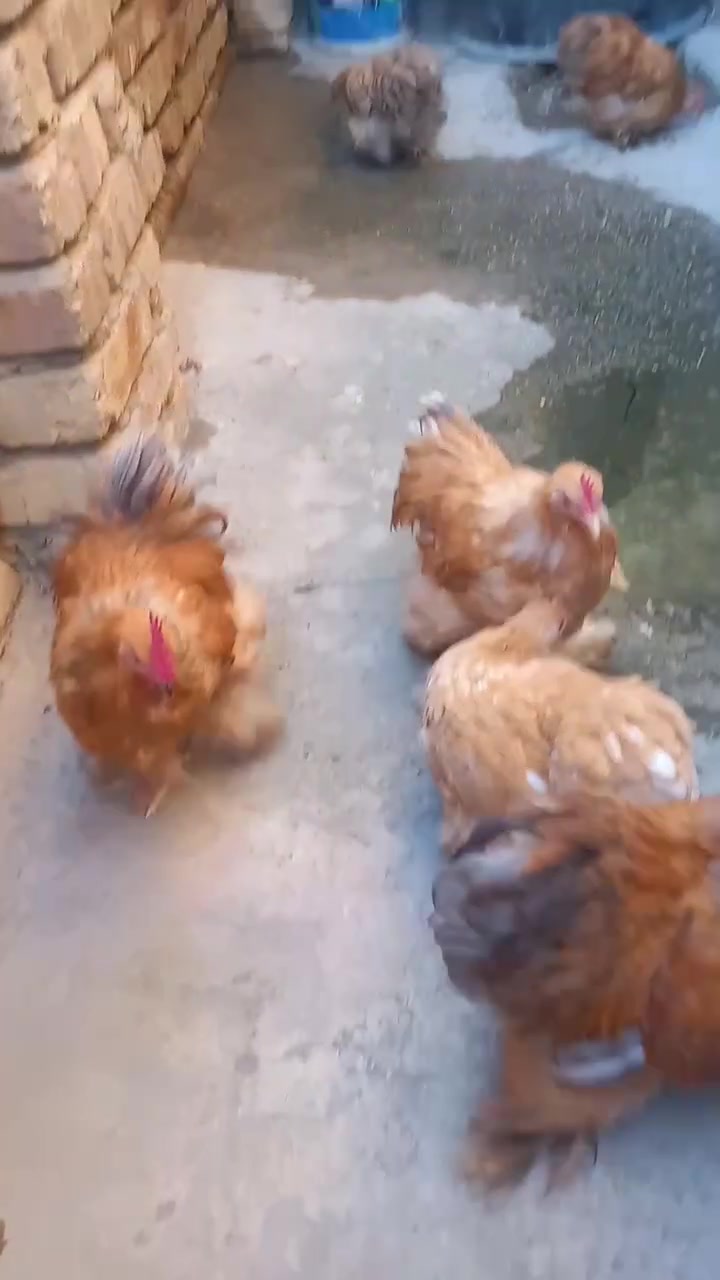 يابلاش يابلاش  اذا زوج سعره ٦٥ للف اذا شلع  يختلف سعر٢٥٠     عندي دجاجه كوشن ليموني خط اول استيراد خط اول  ديجوجه ٦ ودجاجات ٣ بعد أقل شهر يبيضن   مكاني بغداد كماليه  صحه خير من الله   ***********
