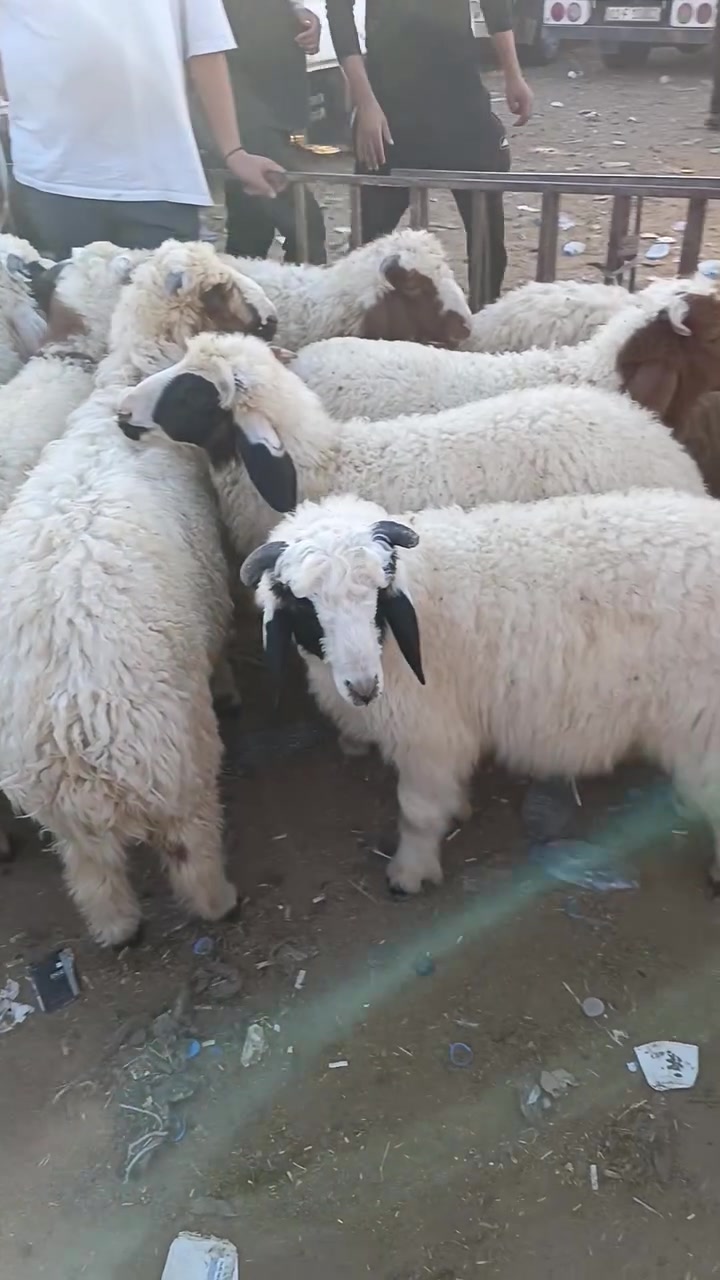 يا الله علئ بركت الله 
لحم غنم هرفي ب ٢٠ 
لحم عجل شرح ب ١٨ 
كبان طلي كامل ب ١٧ 
مكان بغداد الراشديه مقابل الكهرباء ***********
ذبح يوم بيومه
