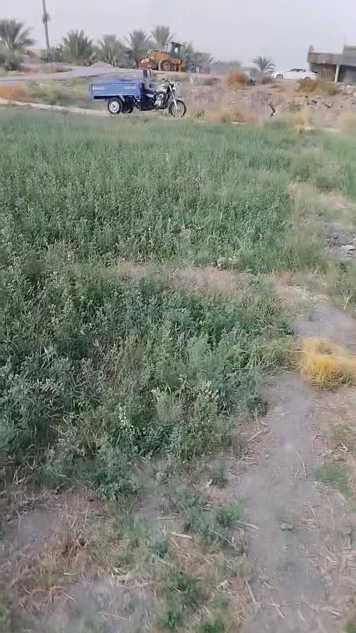 ستوته • للبيع • شراي
