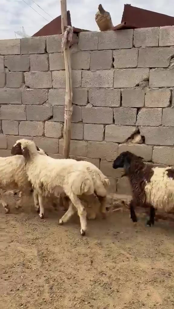 5 ثنايه مال مجنوي شرط نصاح قطعه وحده سعر زوج 960 اي استفساراتصل علا رقم *********** مكانه حديثه .الخفاجيه
