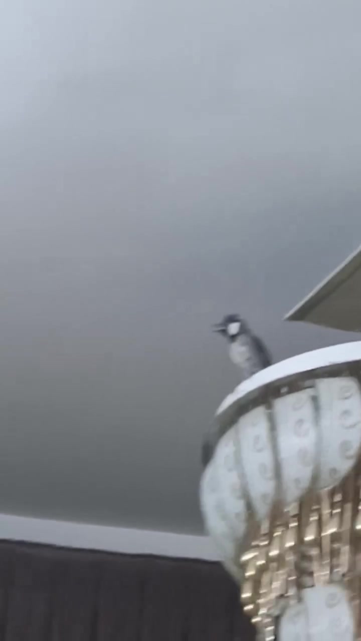 للبيع • فيديو • غير محدد