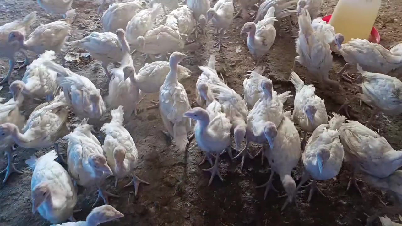 ماشاء لله 100 دانه  باڕه قه لی که نه دی 
 جوتی 30 هه زار 
زه مانی تا 30 کیلۆ ده ڕوات
شوێن عەربەت ***********
***********
