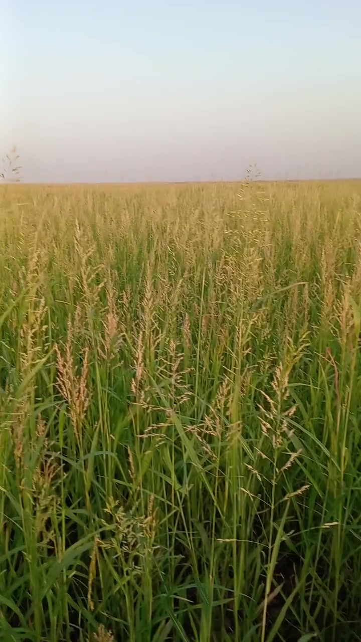 سلام عليكم خوان ذبره البيع تريد تأخذ سيارت تريد ضمن دوانم تفيد طرش *********** صاحب الزرعه
