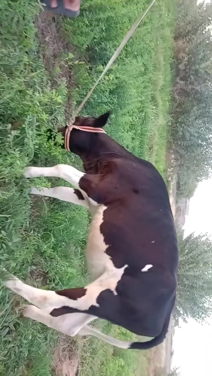 بسم الله 
ما شاء الله 
حوليه جنس فريزي درجه اولى 
حوليه رقم واحد فريزي الأصلي 
العمر 3اقل السعر مليون وبيه مجال 
شرط اجل وشرب ونصاحه 
م. صلاح الدين. الشرقاط. الخضرانيه 
يوجد توصيل 
***********
