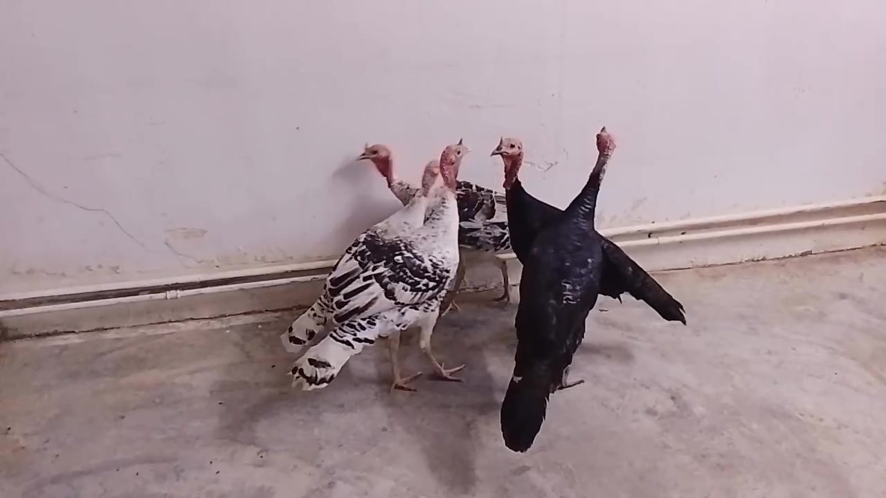 بسم الله ماشاء الله...
متاح 4 افحل فسيفس +امايه وحده كلها عرب شرط أبيعها شلع 
سعر الفحل 55وسعر الامايه 25 قفل 
مكاني تكريت القادسيه 
***********
