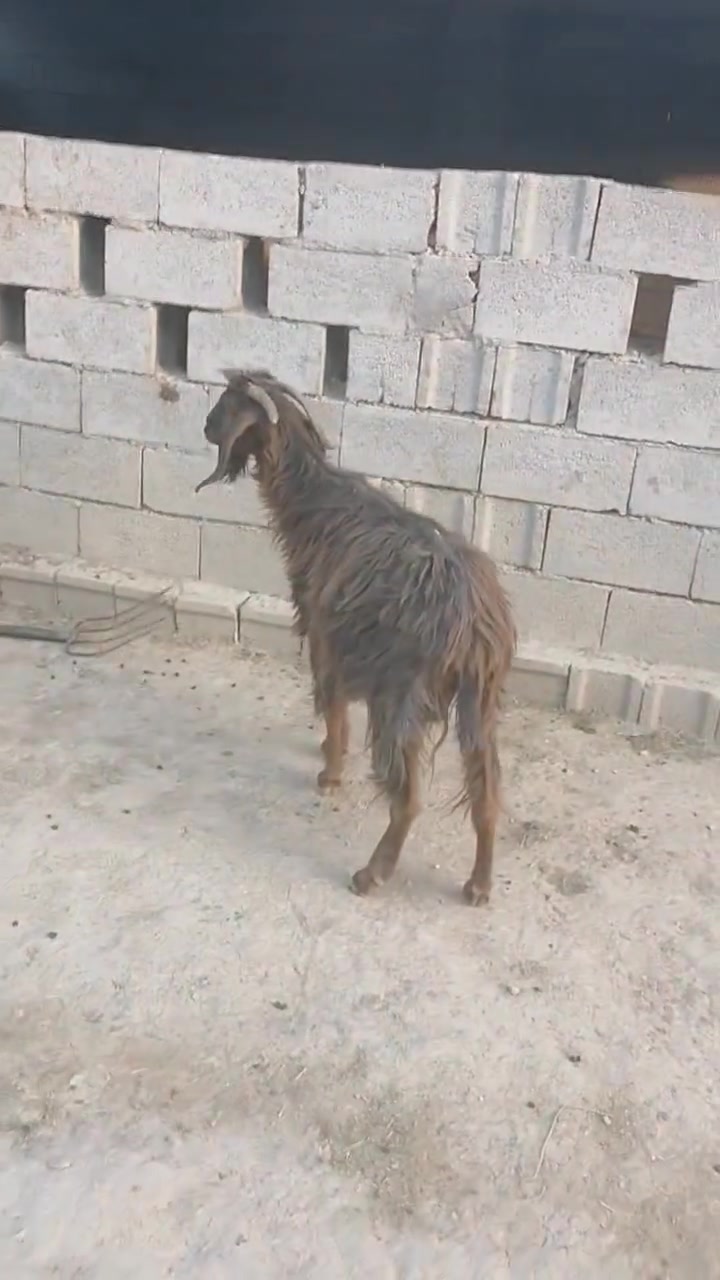 بسم الله ما شاء الله
#طليان فحل وفطيمه خشنات يرهمن ارباط وكصابه +نعجه سمينه اكصابه

#صخله حلوه وشرط الصحه ضعيفه ومناسبه

#كشتير حلو وخشن يرهم ارباط وكصابه

#المكان واسط الشحيميه قريه ١٠ /***********

#ملاحضه اخوان اشتري جميع المواشي وشتريد من ذبايح مال مناسبات مال ارباط عندي
#علق أب تم وتابع الحساب يوصلك كلشي جديد @إشارة
