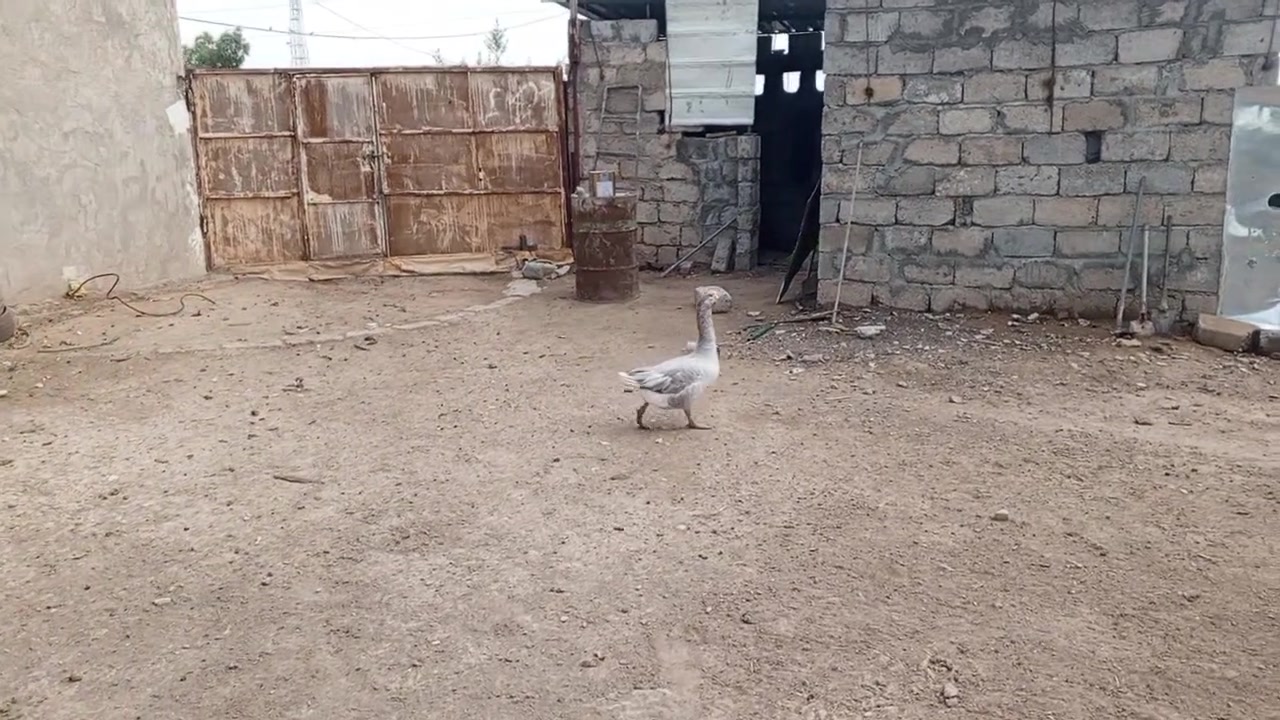 فحل شامي • بغديدا
