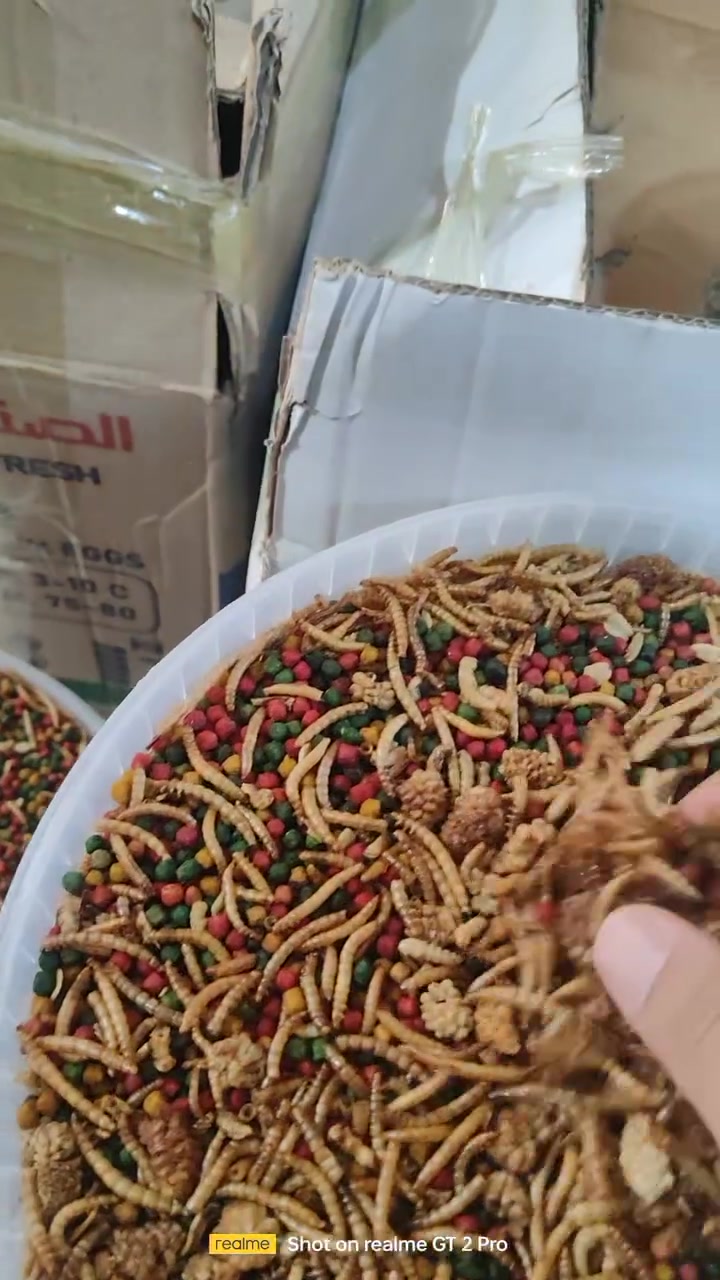 🦜🔥 خلطة بلابل كاملة – درجة أولى 🔥🦜

السلام عليكم شباب 🌹
وصلتكم خلطة البلابل الكاملة 💯

✅ درجة أولى
✅ تحتوي على مكملات غذائية وبروتينات
✅ مضاف إليها قبابي
✅ مناسبة للبلابل وتساعد على تغذيتها وتقويتها

💰 سعر الكيلو: 4,000 دينار فقط

🛡️ ضمان: إذا الطير ما أكل منها، ترجعها إلنا.

📍 محل مهدي الشويلي
العنوان: الرفاعي – شارع كلية الزراعة

📞 ***********
📞 ***********
🤝🫶متابعه للحساب ليصلك كل ماهو جديد
