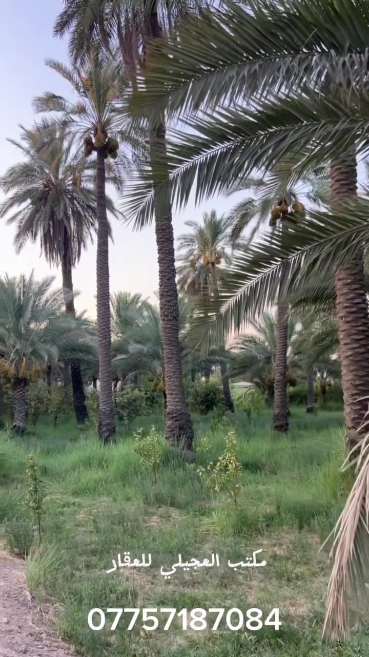 للبيع بستان طابو في قضاء المدائن المساحة دونمين يحتوي ع 70 نخلة واكثر من 100 شجرة ***********
