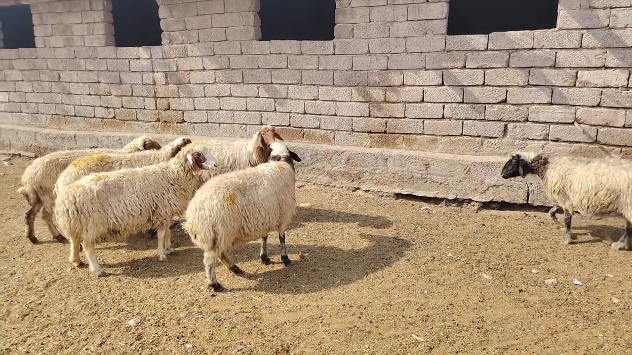 موصل • كوكجلي • واتساب