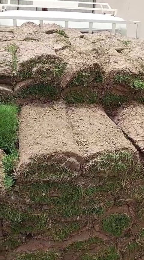 متابعينة الكرام يتوفر لدى مشتل التاجي  اجود انواع الزميج خاص للحدائق والمزراع درجه اولئ ونظيف  خالي من الاملاح والقصب/// للاستفسار والطلب *********** واتساب
