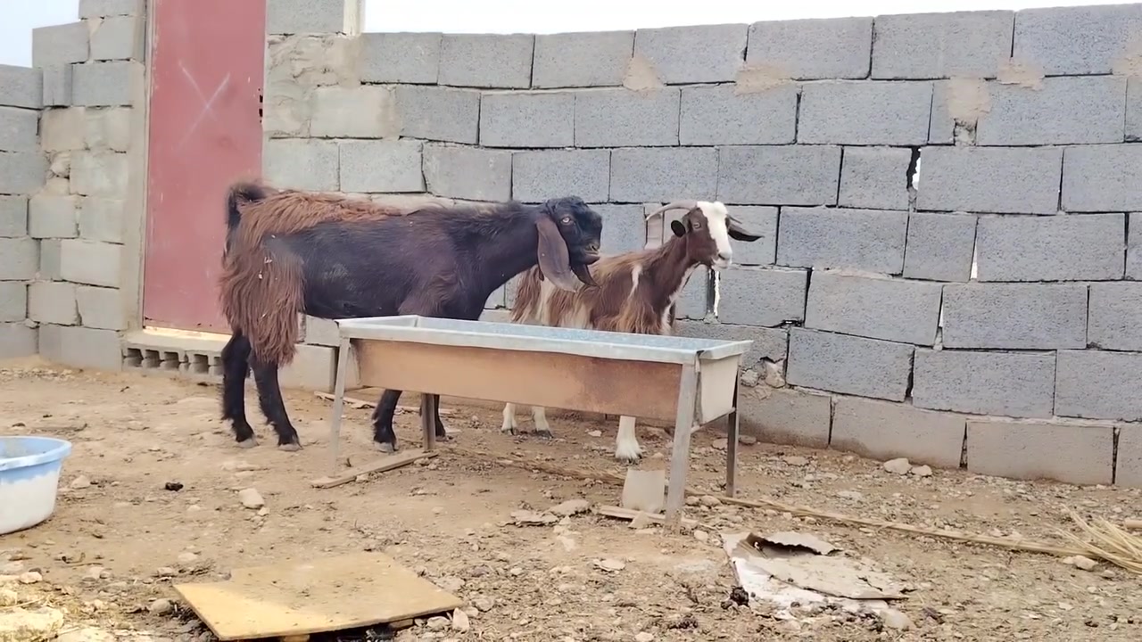 عنز • تحلب مرتين باليوم • فحل سوري أصلي