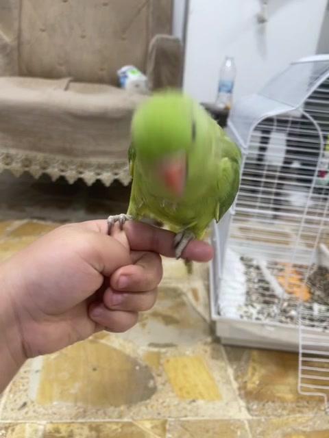 دره هندي • أليف • ٥ أشهر