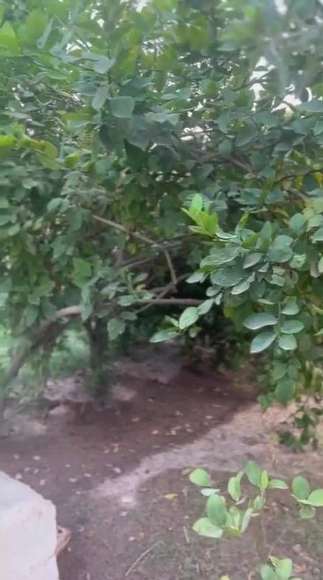 بسم الله الرحمن الرحيم
بيت للبيع  واسط قضاء العزيزية مساحته 830م طابو سند 25

بناء 200 ويحتوي ؏ــلى قاطين 4غرف وحمامات +صحيات 3  استقبال وصاله ومطبخ حار وبارد + ترك 3 متر  في منطقه برينج شارع مبلط ؏ــلى طريق الزوار بتجاه القطع قرب صيدليه هندي 

ويحتوي ؏ــلى حديقه واشجار مثمره 

الاشجار المثمره 

نخيل 6 

رمان 3 

مشمش 3 

تين 2 

ليمون عرقي 1 

حامض 25 

تكي 2 

مبار 2

تفاح 7 

من غير الفواكه المزروعه جديده ( عرموط .سندي . ليمون . لالنكي .تين .برتقال .تفاح .وغيرها )

الاستفسار الاتصال ؏ــلى الارقام التاليه 

***********

***********
