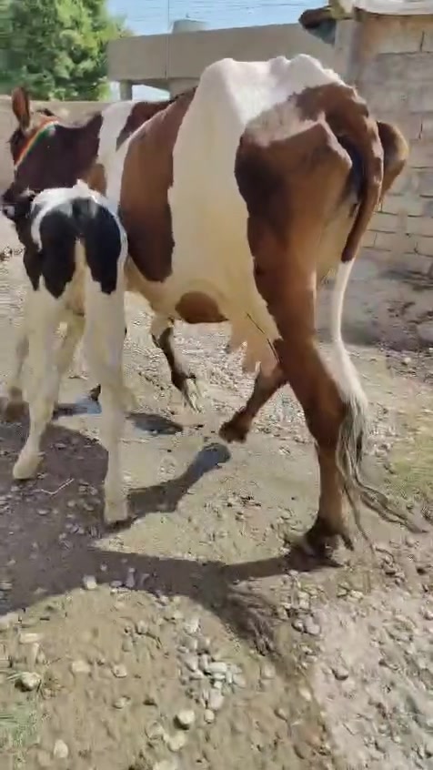 السلام عليكم اخوان يوجد #بقره_هولنديه اصليه وراها حوليه فرنسيه رقم واحد السعر مناسب جدا العنوان الشرقاط اتصل وتدلل *********** #وبيه_واتساب
