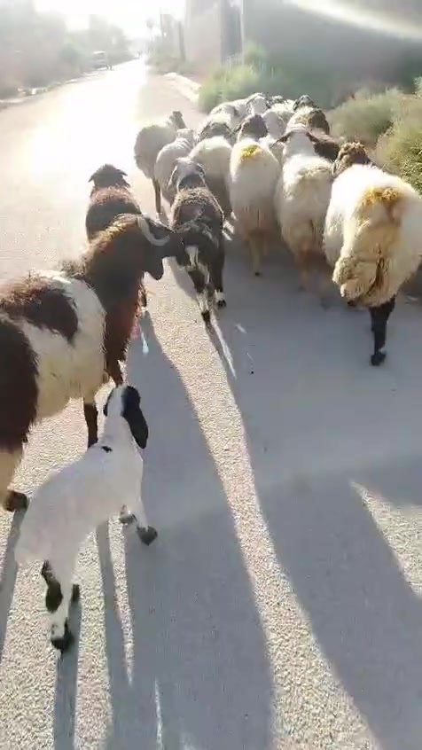 نعاج عشر 14 نعجه  بيها محاطيط على ولاد وبيها وحده رغوث كلها سن وشطر وخشانه وسمن غنم فاخره للبيع او مراوس بطليان او عجول او حوليات مكانها الكرابله
***********..الرقم عليه واتس للي ماعنده رصيد
نعاج عشر 14 نعجه  بيها محاطيط على ولاد وبيها وحده رغوث كلها سن وشطر وخشانه وسمن غنم فاخره للبيع او مراوس بطليان او عجول او حوليات مكانها الكرابله
