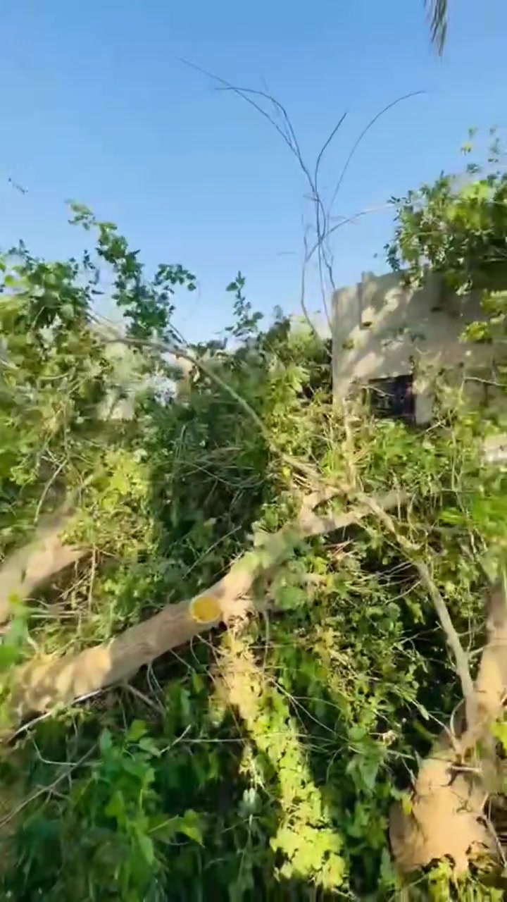 السلام عليكم اي واحد يريد يكص سجره عندو بلحوش اني اكصه مجاني بس اخذ الكرامي والفروع

والي يريد يكص بحساب يخابرني ويدلل *********** او يجي خاص
