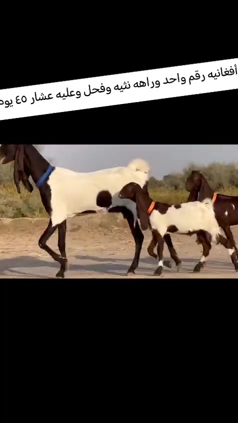 توم • الطارميه • شهر ونص