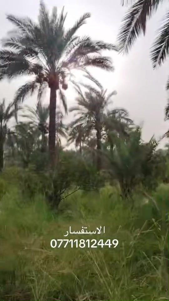 خمس دوانم • ملك صرف • الراشديه