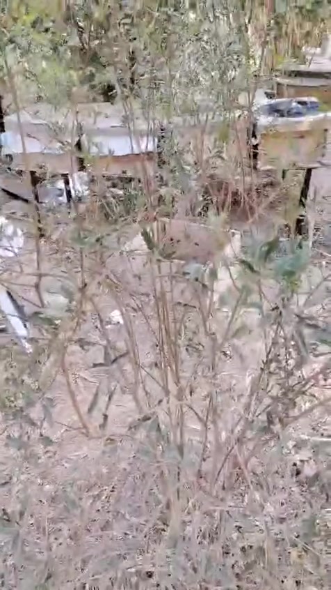 عسل طبيعي ١٠٠٪ • مناحل