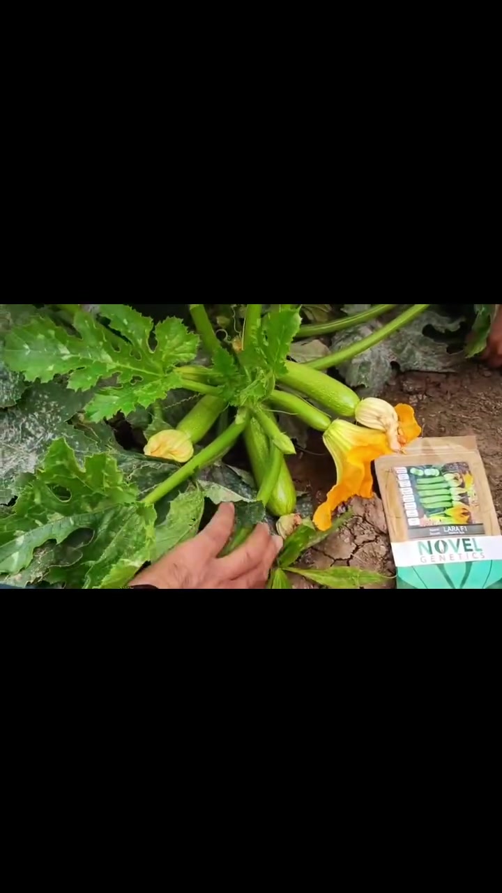 🥒🔥مزارعينا الكرام. وصول 
شجر  لارا… اختيار المزارع اللي يدور على الجودة!

متوفر الآن لدى مكتب الأيلاف الزراعي 🌱

🌿 نمو قوي ومتوازن
🥒 ثمار متجانسة وشكل مميز
📦 مناسبة للتسويق والإنتاج التجاري
🌱 صنف يستحق التجربة بالموسم

مكتب الأيلاف الزراعي
📍 صلاح الدين – قضاء الدجيل – الشارع الرئيسي قرب فلكة الشهداء

📞 للحجز والاستفسار راسلونا
***********

#مكتب_الأيلاف_الزراعي #كوسا_لارا #كوسا #بذور #زراعة #مزارعينا_الكرام
