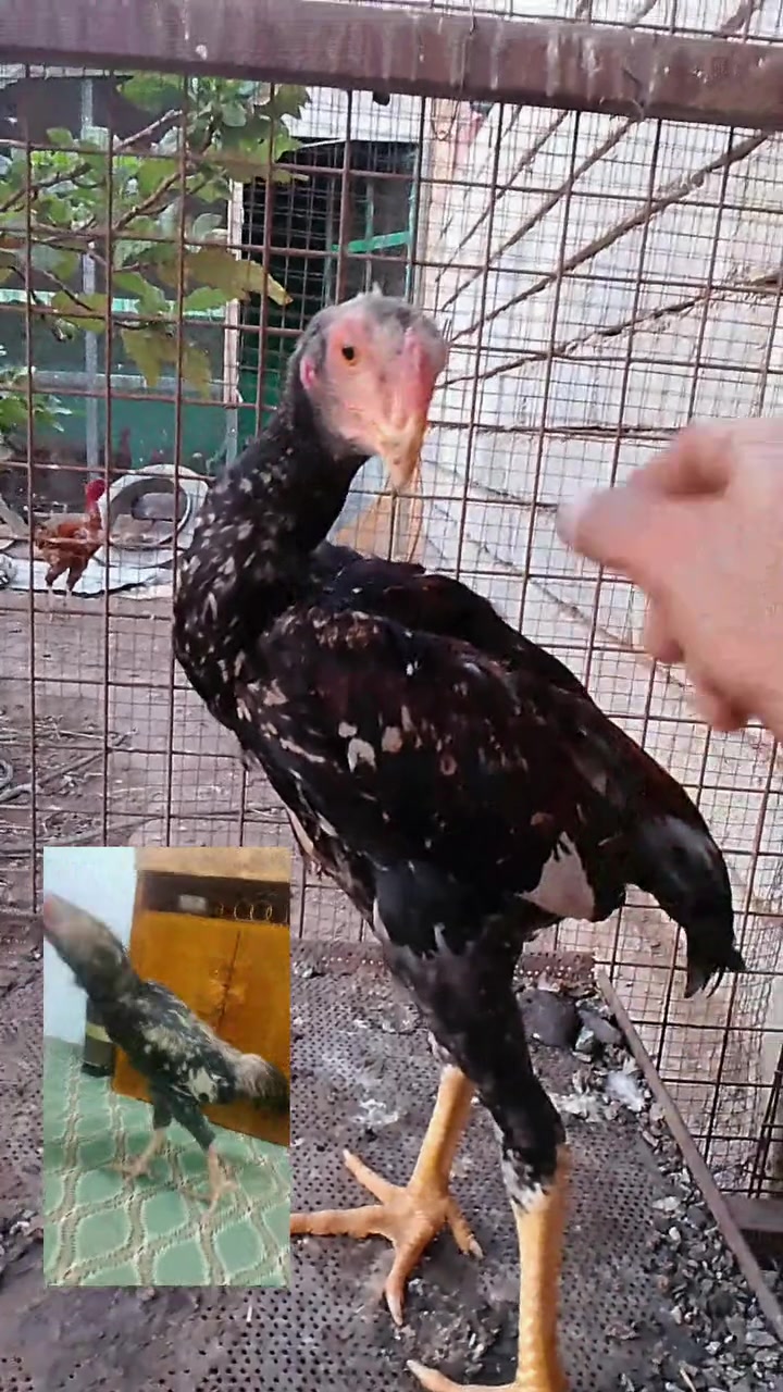 هونداي • سعر خاص • بيجي