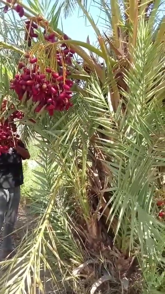 سلام عليكم يوجد فسائل نخل صفاوي وبراهيمي اسطه عمران وام بلاليز للبيع العنوان قريت البيضه اكثر الاستفسار خاص او الاتصال ع الرقم ***********
