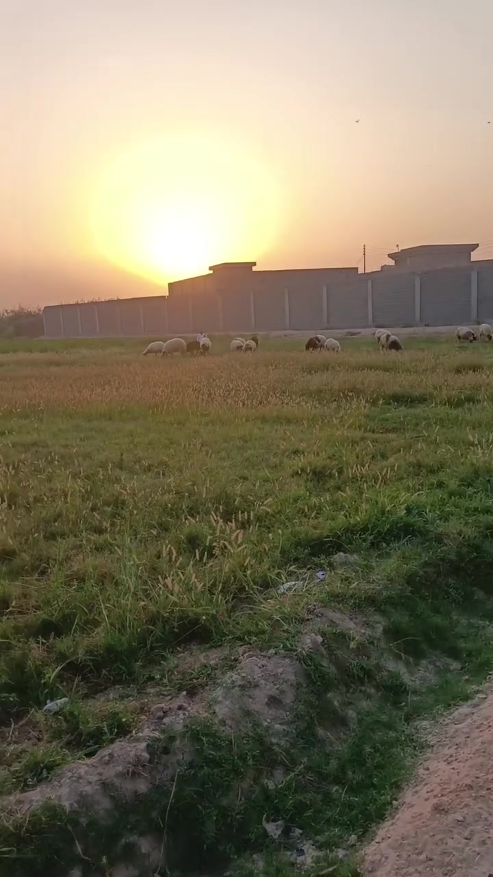 دونمين • طابو • بستان