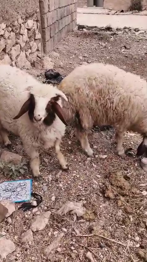 للبيع،***********
