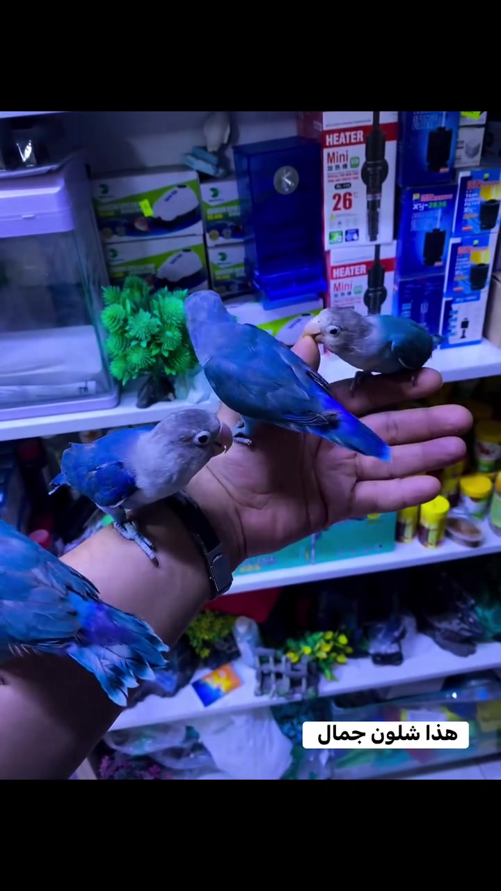 معرض السومري 

لبيع جميع انواع الاقفاص وباقي اغراض الطيور والحيوانات الاليفه جمله ومفرد
🦜🦆🦚🐿️🐈🦥🐓🦔🪵🍄

 ⭐️ منتجاتنا هي منتجات إيطالية 🇮🇹وإسبانيا 🇪🇸وبلجيكا 🇧🇪من شركات عالمية معتمدة وخاضعه لفحص المختبرية

عنوان المعرض : الناصريه 

📍 قضاء الرفاعي حي العمال .شارع الجنسيه 

لمزيد من المعلومات اتصل على رقم الهاتف المحمول ☎️
***********
 #معرض السومري
 #منتجات ايطاليه
 #بلابل @إشارة
