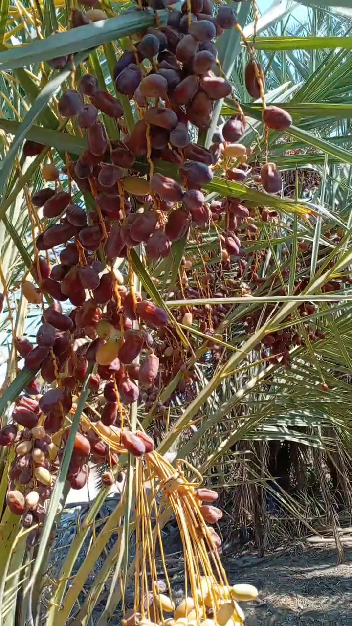 السلام عليكم ورحمة الله وبركاته
يتوفر فسائل نخيل الاتيه
شكر وخضراوي وزهدي وديري ب٤ مع القلع
كنطار وعمراني وسلطاني
بلكه مجذر وقلع
المكان قريب الرميثه وبكميات كبيره
اليريد يجي خاص اويتصل ***********
ويتوفر توصيل لكافه محافظات العراق
ونتعهد بالصنف لحين الاثمار
ويتوفر وصل ضمان بالصنف تضمن بيه حقك
