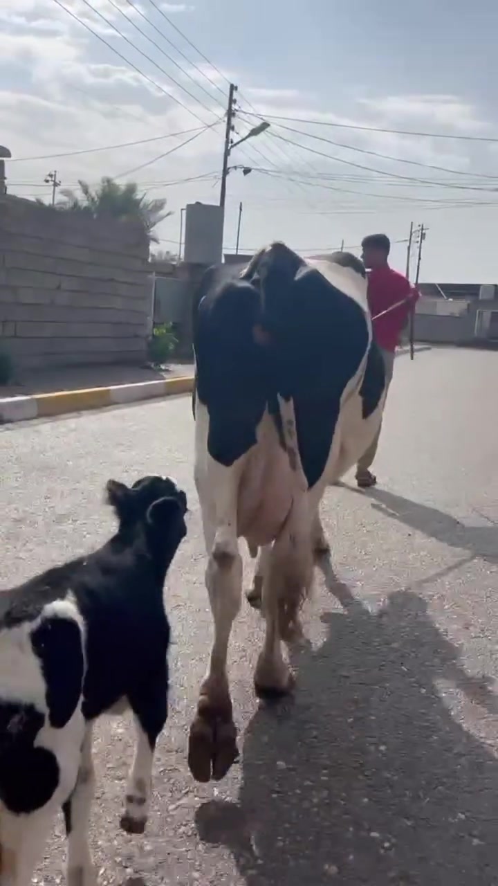 بقرة • حليب فول • ناحية الزاب