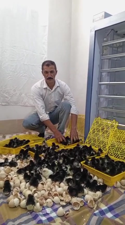 سڵاو لەبەخێووکەرانی پەلەوەر🐣
‏ٸەم جارە هاتینەوە لاتان بە باشترین جۆری 
‏مفقس 
‏بە باشترین کوالێتی و هەرزان ترین نرخ
‏زەمانی  12مانگ کارەبایی
‏ کە سیستەمی پلەی گەرمی و ڕادەی شێی و سوڕانی هێلکەی فول اۆتۆماتیکە✅
‏جەستەیەکی pvcهەیە کە دەتوانرێت بشۆردرێت
‏یەکسانی پلەی گەرمی لە سەرانسەری ٸامێرەکەدا
‏پێک هاتوە لە عەدەدی
 1850هێلکەی
 588هێلکەی
‏    بۆ زانیاری زیاتر پەیوەندیمان پێوە بکە
‏*********** 📲
‏*********** 📲
‏
