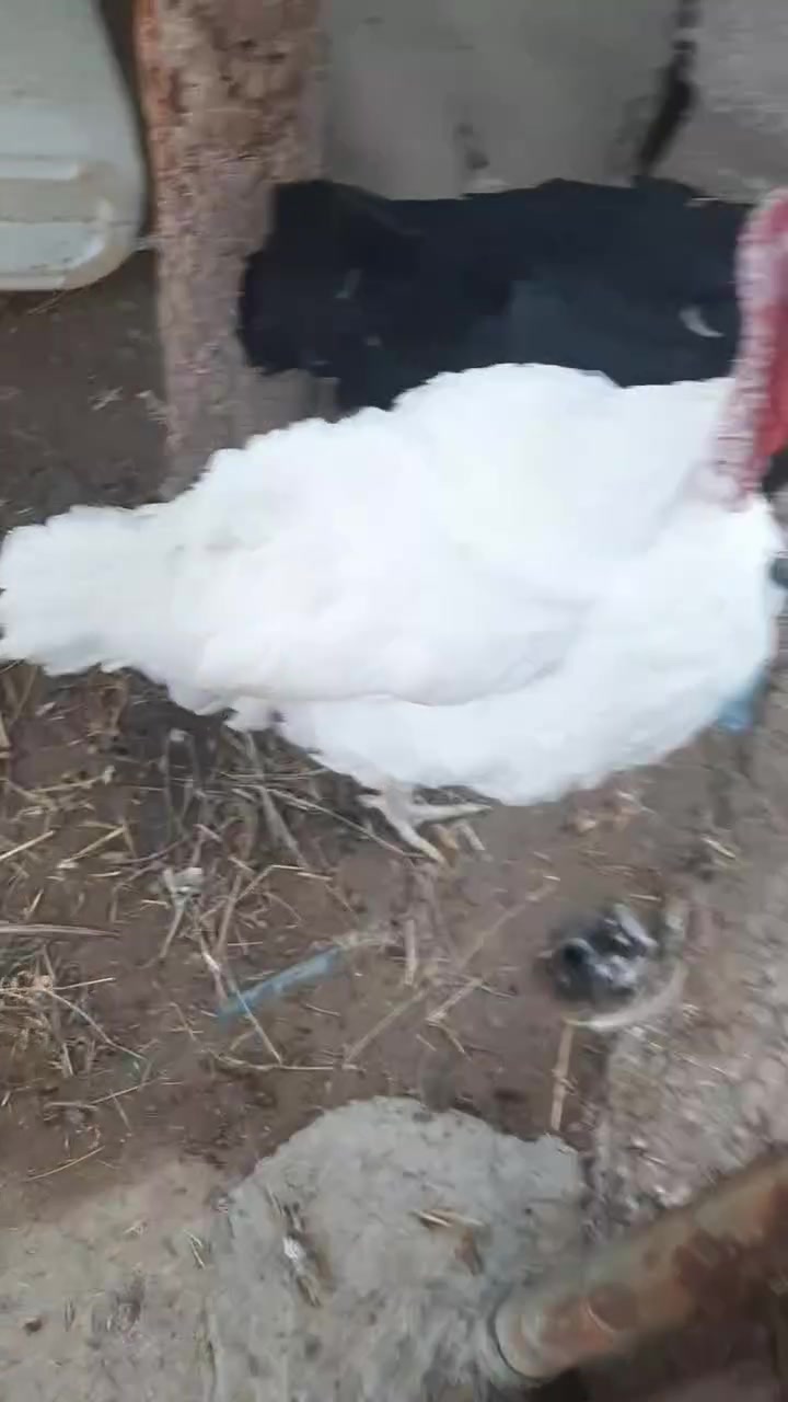 بابل محاويل • ٣ افحل • عرب اصلي