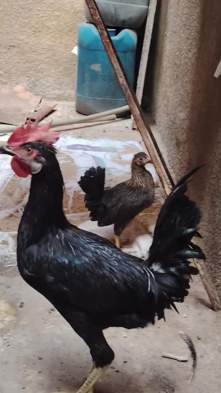ديوجه ٢ • فروج • ٣ أشهر ونص