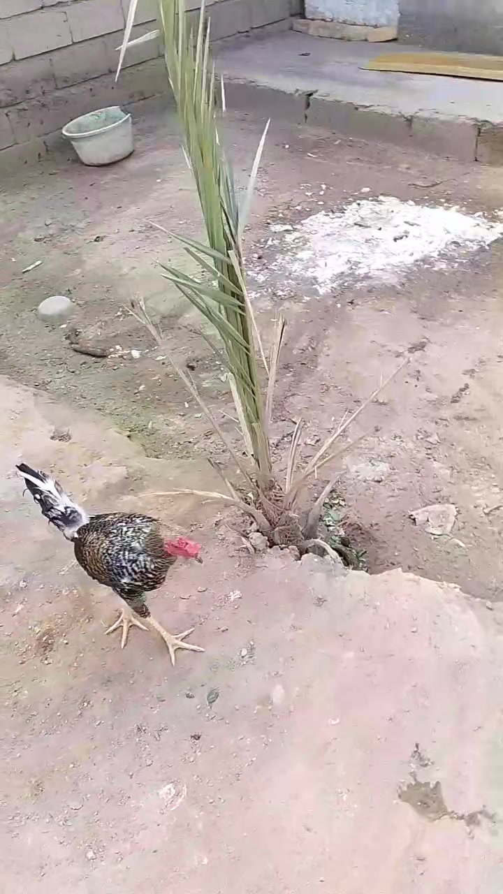 ديوكة • ٢ • شهربان الهارونية