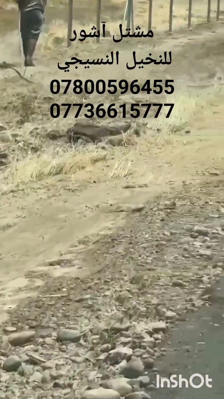 بسم الله وعلى بركة الله،، 
@إشارة تم تجهيز الأخ أبو شفيق،،،
من #ناحيةآشور 
محافظة صلاح الدين 
البلد العراق,,,
مجهول مختبر الوثبة 463,,,
مجهول مختبر الراجحي 33,,
برحي مختبر دبدي بريطاني 4,,,
فحل غنامي مختبر فرنسي10,,,
فسيلة عجوة المدينة 1
فسيلة إخلاص 1
فسيلة شيشي 1
فسيلة أبو الهول الأسود بلاك سفنكس 1
فسيلة صقعي 1
(((((ضمان الصنف لحين الاثمار )))))
،،،،،غرس مبارك إن شاء الله،،،،
((( #مشتل آشور)))
يتوفر لدينا #فسائل #نسيجية مختلف #الأصناف
#فحل #غنامي
#روبي 
#برحي 
#مجهول  
#زاملي  
#مكتوم 
#عجوةالمدينة 
#إخلاص 
#شيشي
#ابوالهول 
#ميرحاج
#خنيزي 
#صقعي
#الفلاحين 
#الحدائق 
#البساتين
#الفلاحة
#الزراعة
#الحقول 
#الخضراء 
#المزارعين
{{العنوان}}
#صلاح #الدين #الشرقاط الساحل الايسر،،،،
#ناحية آشور ،،،
 #قرية النايفة بالقرب من المجمع الحكومي،،،
للحجز والاستفسار 
***********
***********
ملاحظة مهمة يجب حماية الفسيلة من العوامل البيئية لمدة شهرين وغرسها بشكل منخفض عن سطح الأرض ,,
