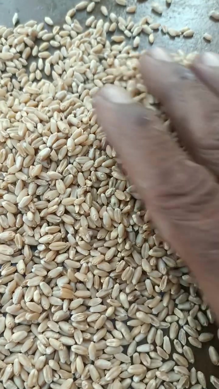 حنطة عربية • نزار • طوز خروماتو